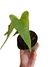 Anthurium acutum - comprar online