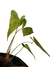 Anthurium acutum na internet