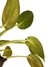 Philodendron rugosum 'Sow's Ear' na internet