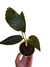 Chlorospatha sp. 'Napo'