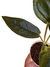 Chlorospatha sp. 'Napo' - comprar online