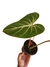 Philodendron gloriosum 'White Vein' M - comprar online