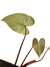 Philodendron gloriosum 'White Vein' M na internet