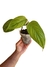 Philodendron ernestii