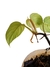 Philodendron ernestii - comprar online