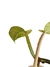 Philodendron ernestii na internet