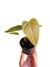 Anthurium recavum