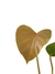 Anthurium recavum na internet