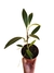 Anthurium scandens