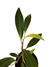 Anthurium scandens - comprar online