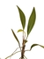 Anthurium scandens na internet