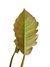 Philodendron 'Pluto' na internet