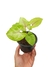 Syngonium 'Golden Allusion'