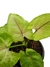 Syngonium 'Golden Allusion' - comprar online