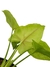 Syngonium 'Golden Allusion' na internet