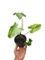 Syngonium 'Three Kings'
