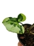 Syngonium 'Three Kings' - comprar online
