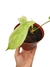 Philodendron 'Florida Ghost' baby - Folhas Raras