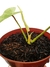 Philodendron 'Florida Ghost' baby - comprar online
