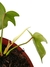 Philodendron 'Florida Ghost' baby na internet
