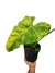 Philodendron domesticum 'variegatum' G - comprar online