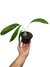 Anthurium gracile 'Red' - comprar online