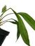Anthurium gracile 'Red' na internet