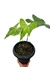 Anthurium x macrolobium 'Batman' G - comprar online