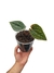 Anthurium luxurians P - comprar online