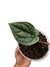 Anthurium luxurians P