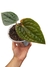 Anthurium luxurians P na internet