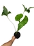 Anthurium brownii G - comprar online