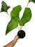 Anthurium brownii G