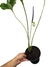 Anthurium brownii G - Folhas Raras