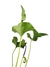 Anthurium brownii G na internet