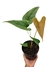 Anthurium salgarense G