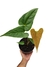 Anthurium salgarense G - comprar online