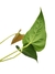 Anthurium salgarense G na internet