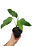 Dieffenbachia oerstedii na internet
