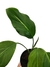 Dieffenbachia oerstedii - comprar online