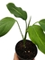 Dieffenbachia oerstedii - Folhas Raras