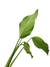 Dieffenbachia oerstedii - loja online