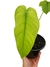 Philodendron tenue P