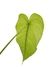 Philodendron tenue P - comprar online