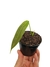 Philodendron patriciae baby