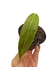 Philodendron patriciae baby - comprar online