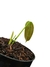 Philodendron patriciae baby na internet