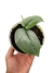 Scindapsus 'Silver Hero'