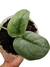 Scindapsus 'Silver Hero' - comprar online