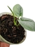 Scindapsus 'Silver Hero' na internet